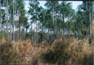 Jacksonville, North Carolina